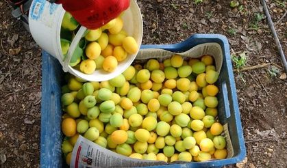 Kayısı hasadı gecikti: Gözler kilo fiyatına çevrildi