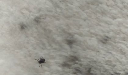 Ankara’da Kene Tedirginliği