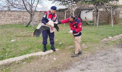 Yozgat’ta Jandarmadan Doğa Seferberliği: Yaralı Leylek Koruma Altına Alındı