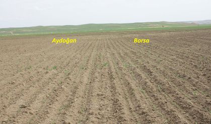 Şefaatli Paşaköy’de Havalı Mibzerle Nohut Ekiminde Başarılı Çıkış