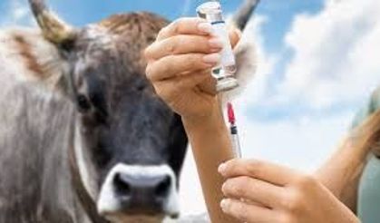 Yozgat’ta Hayvan Sağlığı İçin Aşı Seferberliği: İl Tarım Müdürlüğü 2026 Programında Yüksek Oranlara Ulaştı