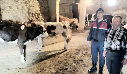 Hayvanları kayboldu jandarma buldu: Yozgat’ta kayıp hayvan operasyonu!