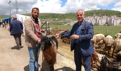 Pazarın Gözdesi Şampiyon Tosun