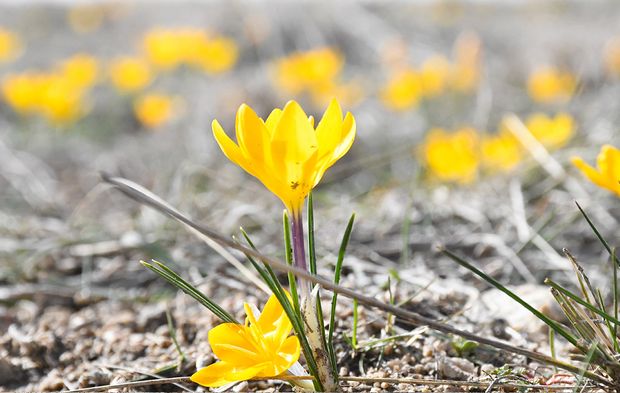 Yozgat’ta Baharın Müjdecisi Çiğdemler Açtı