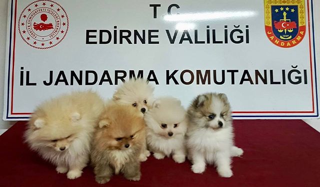 Cins Köpekler Jandarmayı Geçemedi