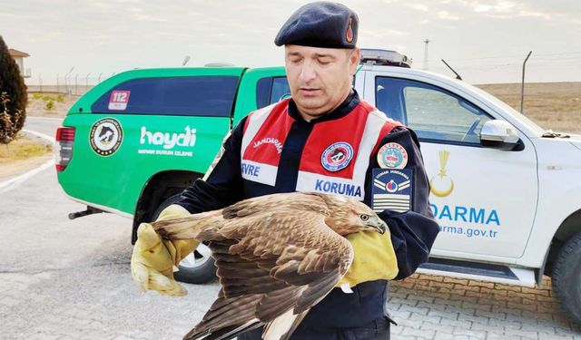 Yozgat'ta Yaralı Şahin Kurtarıldı!