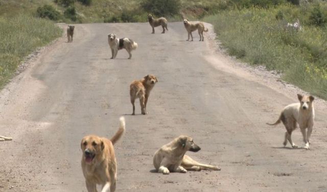 Sincan’da Başıboş Köpek Sorunu Vatandaşları Tedirgin Ediyor