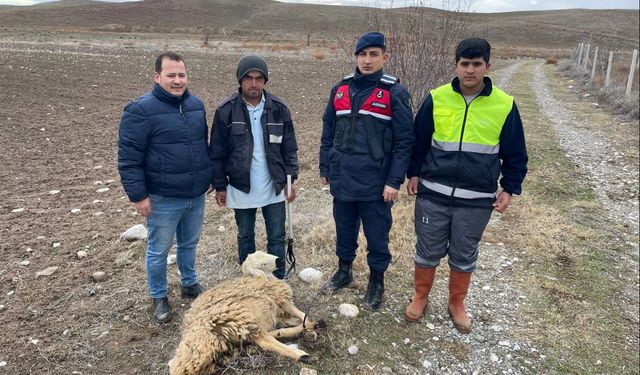 Yozgat'ta Jandarma Kayıp Küçükbaş Hayvanı sahibine teslim etti