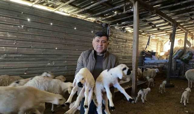Yozgat’ta yılın ilk kuzuları dünyaya gelmeye başladı