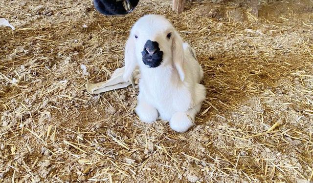 Yozgat’ın tarımına dev destek! Kırsala bereket geliyor!