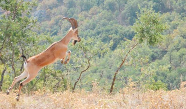 Yozgat’ın Saklı Cenneti’nde  Doğal Yaşam Güvence Altında