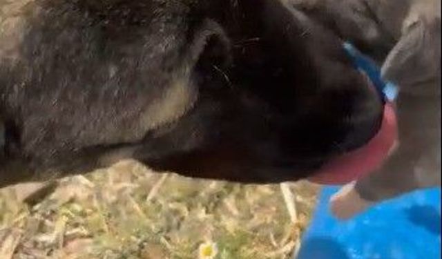 Yozgat’taki görüntü tepki çekmişti asıl nedeni belli oldu