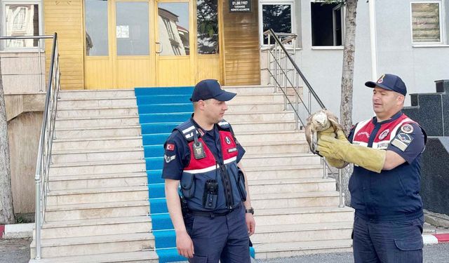 Yozgat’ta Yaralı Şahin İçin Jandarma Seferber Oldu!