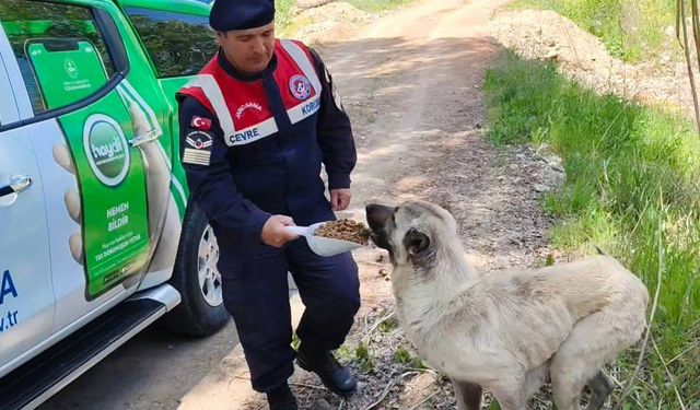 Yozgat Karanlıkdere Vadisi’nde Jandarmadan Biyokaçakçılık Denetimi