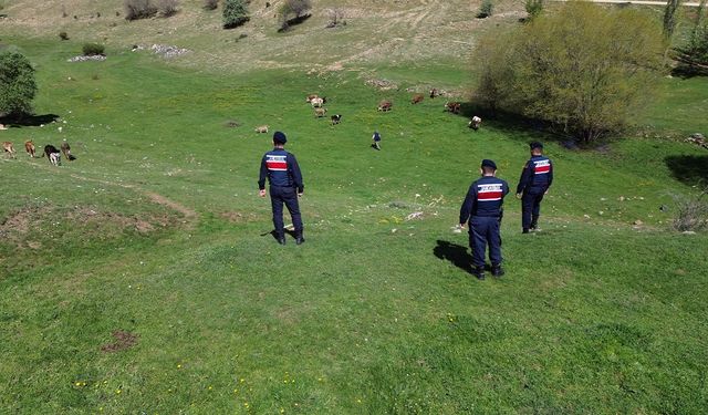 Yozgat Jandarması Kayıp Hayvanları Buldu