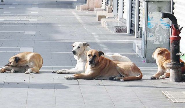 Yozgatlılar'ın yoğun yaşadığı bölgede sahipsiz köpek saldırısı!