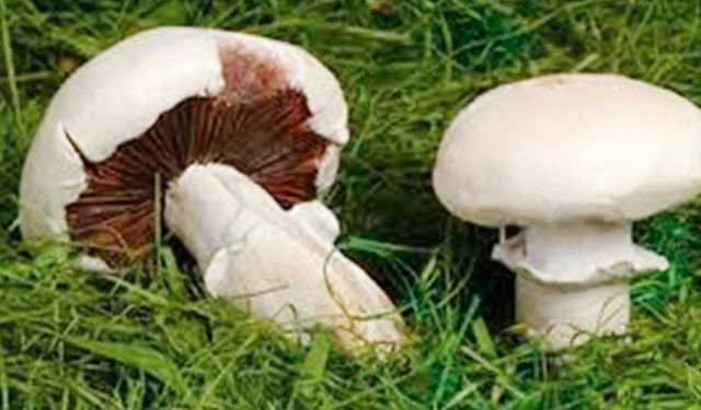 Yozgat Valiliği'nden Mantar Zehirlenmelerine Karşı Kritik Uyarı
