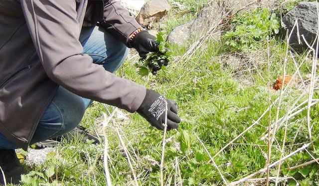 Uzmanlardan Yozgat'a uyarı:"Her ot şifa anlamına gelmiyor"