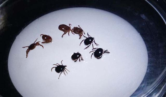 Komşuda Kene Alarmı: 8 Vaka 1 Can Kaybı!