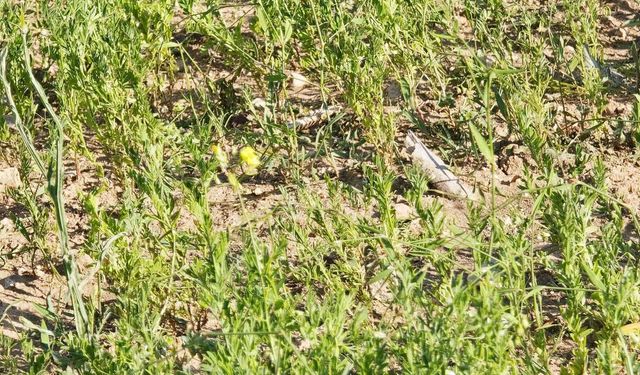 Çandır’da Çiftçi Mağdur Oldu! Dolu Arazileri Vurdu Zarar Yüzde Yüz!