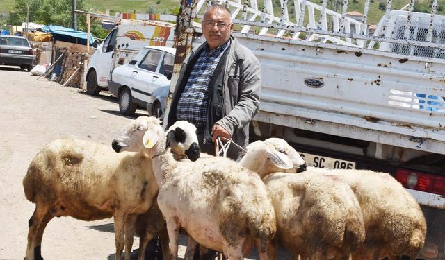 Yozgat Kurban Pazarı'nda Bu Yıl Fiyatlar Ne Kadar? Küçükbaş ve Büyükbaş Güncel Rakamlar