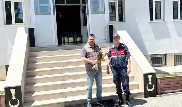 Yaralı Şahin’e Yozgat Jandarması Umut Oldu!