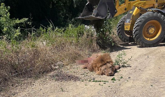 Antalya Manavgat’ta Hayvanat Bahçesinden Kaçan Aslan Vurularak İtlaf Edildi
