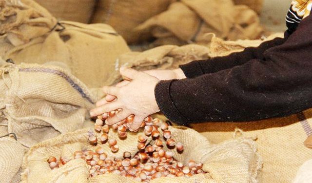 Fındık Fiyatları Belli Oldu: Ordu, Giresun ve Samsun’da Artış Devam Ediyor