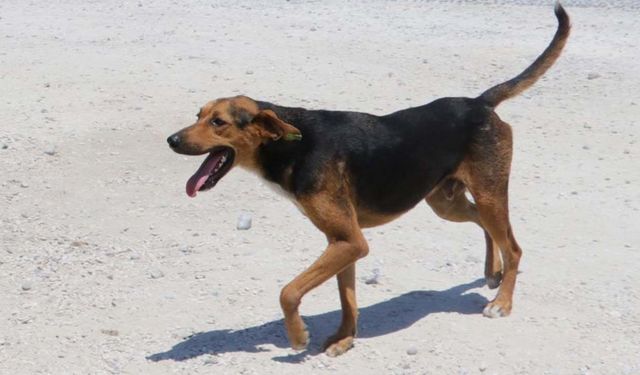 Yozgat’ta Köpeğini Başıboş Bırakan Kişiye İlk Ceza!