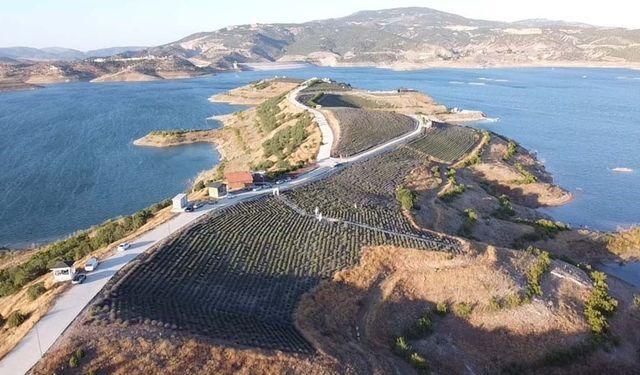 Doğanın Renk Paleti Çekerek’te: Lavanta Bahçeleri Görsel Şölen Sunuyor
