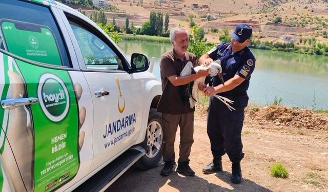 Yozgat’ta Yaralı Leyleğe Jandarma Şefkati!