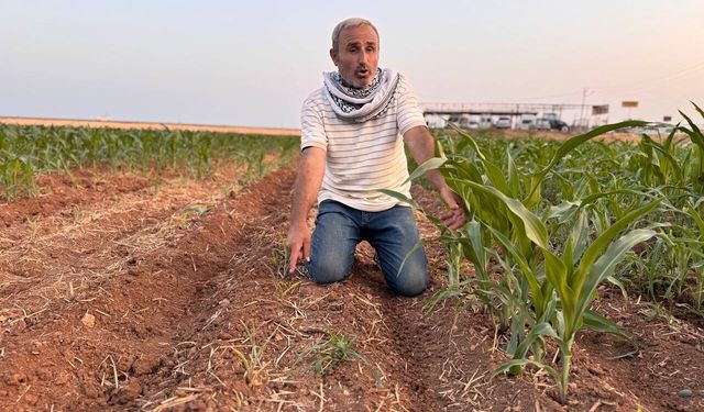 Şanlıurfa'da çiftçi kızgın: İki tohum arasındaki fark ne olacak?