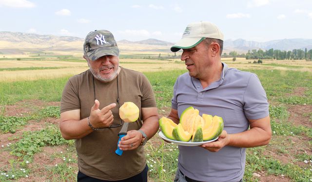 Yozgat Aydıncık'ta Bağrıbütün Kavunu Hasadı Başladı