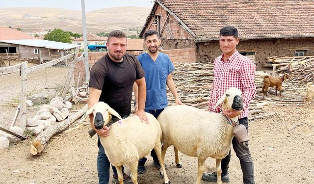 Yozgat’ta Akkaraman Koyununa Melatonin Projesi Başladı!