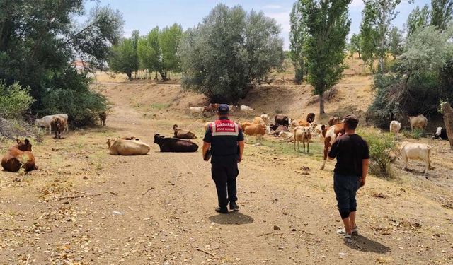 Yozgat Karanlıkdere’de Sessiz Tehlike: Jandarma ve HAYDİ Timi Harekete Geçti