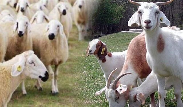 Tarım ve çiftçiye yönelik politikalar