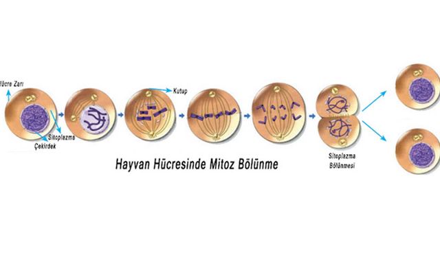 Mitozun Canlılar İçin Önemi Nedir 7. Sınıf