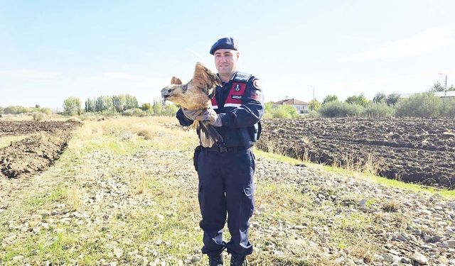 Boğazlıyan’da Jandarmadan Şefkat Eli: Yorgun Şahin Kurtarıldı!