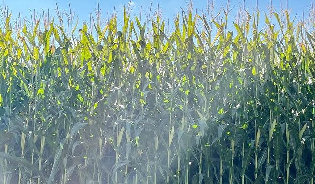 Boğazlıyanlı çiftçinin toprağında çifte bereket! Tüm çiftçilere örnek olacak