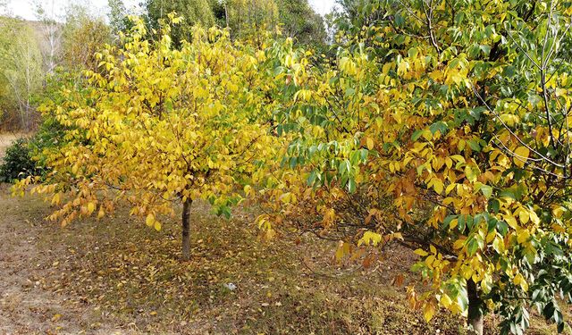 Yozgat'ın Çandır İlçesi'nde Sonbahar Büyüledi: Renklerin Dansı Havadan Görüntülendi