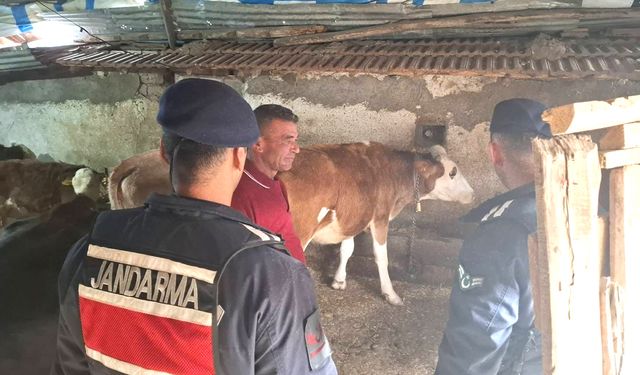 Akdağmadeni Jandarma’dan Kayıp Hayvanlara Hızlı Müdahale