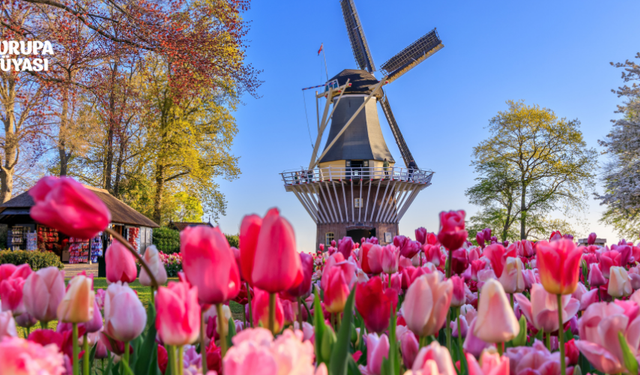 Hollanda Lale Festivali Nerede? Ne Zaman Gidilir?