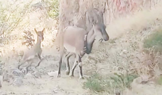 Aydıncık Kazankaya Kanyonu'nda Dağ Keçileri Yavruladı!