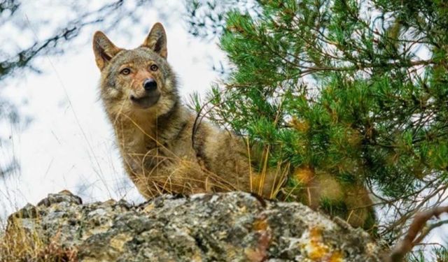 Akdağmadeni ormanlarının Boz kurdu: heybeti dağları titretiyor
