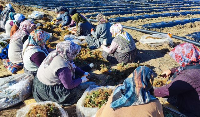 Yozgat'ta Tarımsal Kalkınmanın Yeni Adresi: Doğankent