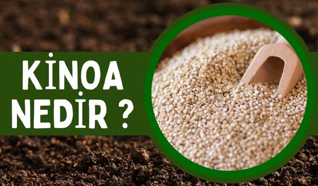 Kinoa Nedir? Faydaları, Besin Değeri ve Tüketim Önerileri