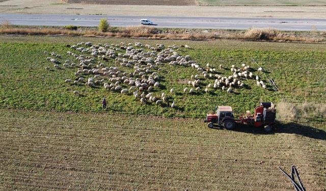 Yozgat’ta Pancar Hasadı Başladı: 6 Aylık Emek Meyve Veriyor!