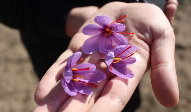 Yozgat Tarımında Heyecan: Safran Denemesi Umut Verdi