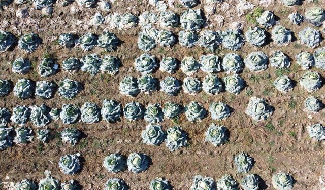 Yozgat’ta Baba-Oğul 30 Yıldır Lahana Üretiyor: Tarladan Sofraya…