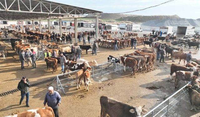 Sorgun Hayvan Pazarı 5 Ay Sonra Kapılarını Yeniden Açtı